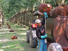 Індонезія заборонила експорт пальмової олії