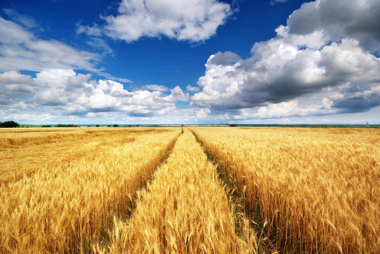 Німеччина планує створити “зерновий міст” для експорту сільгосппродукції з України