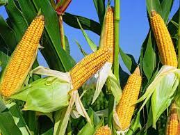В'єтнам наростить імпорт кукурудзи для виробництва комбікормів