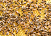 Мінагрополітики розробило інформаційні пам’ятки для аграріїв, пасічників та місцевої влади щодо захисту бджіл