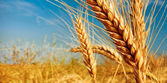 Виробництво пшениці в Австралії може різко знизитися у 2022/23 МР