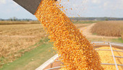 Мінагрополітики опублікувало кількість експортованого зерна за квітень