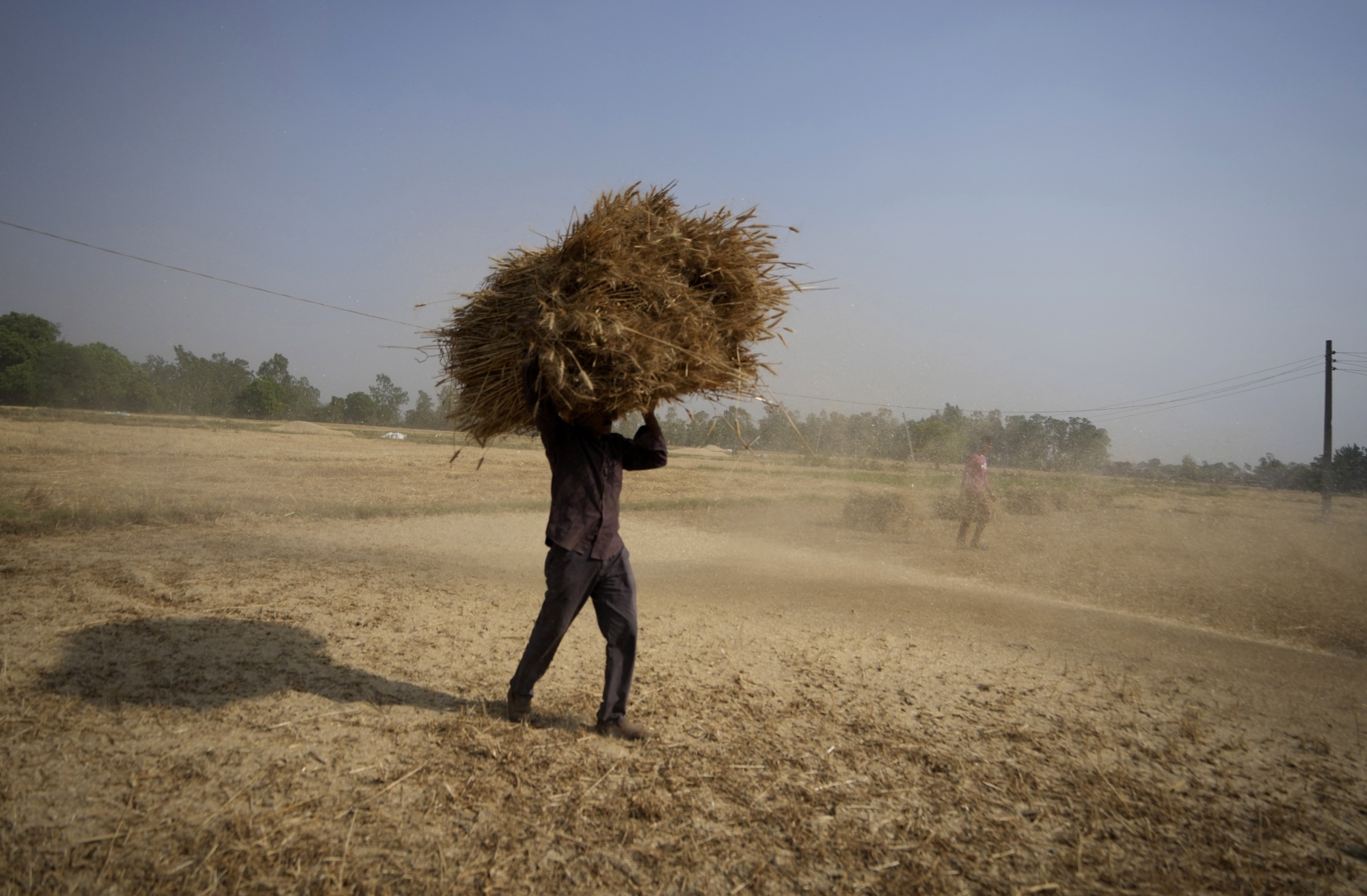 Неймовірна спека може знищити половину врожаю пшениці в Індії