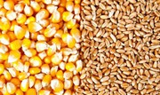 Ціна пшениці на внутрішньому ринку України становить 6000-7400 грн/т