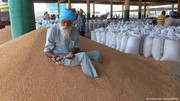 Індія заборонила експорт пшениці на тлі війни РФії проти України