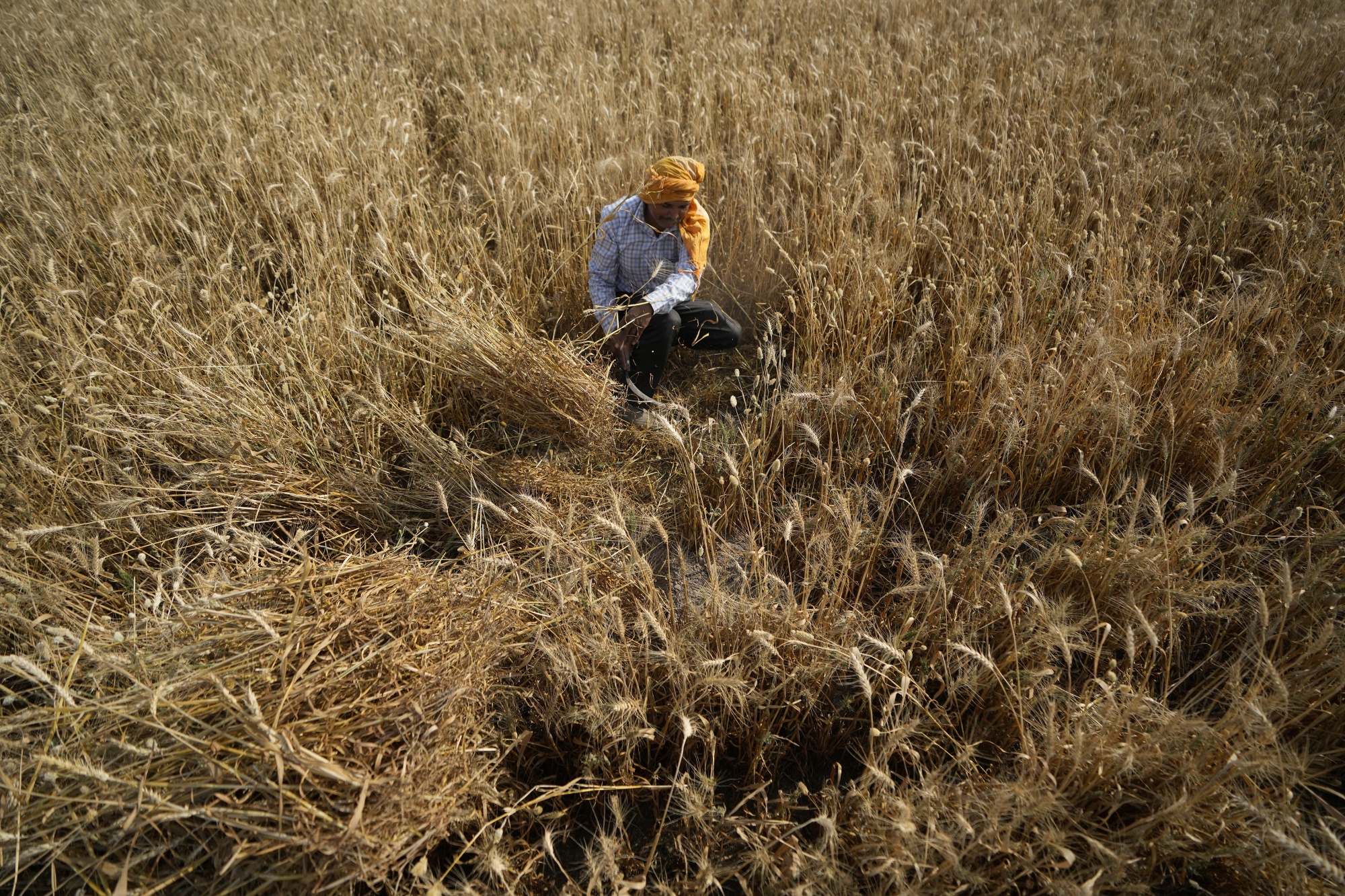 Індія на тлі зростання цін запровадила заборону на експорт пшениці