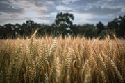 Ціни на пшеницю виросли на 5-6% після заборони експорту Індією