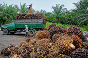 Індонезійські депутати домагаються перегляду заборони на експорт олії