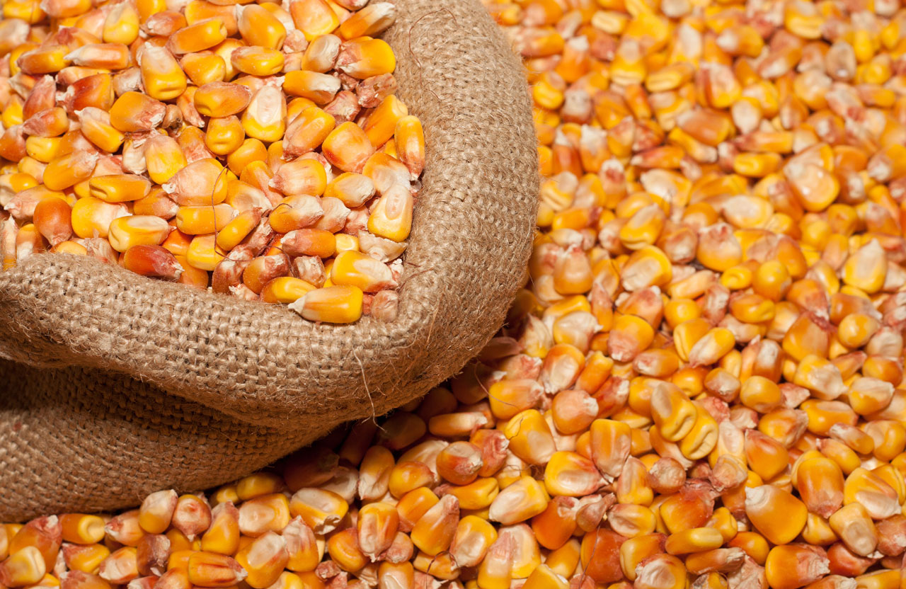 IGC значно скоротив прогноз світового виробництва кукурудзи в наступному сезоні