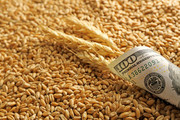 Пшеничні котирування розпочали тиждень новим зростанням