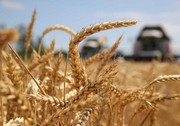 Єгипет підвищив дозволений рівень вологості для імпортованої пшениці