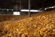 Китай замінить українську кукурудзу бразильською