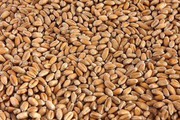 ЄК знизила прогноз експорту європейської пшениці у 2022/23 році