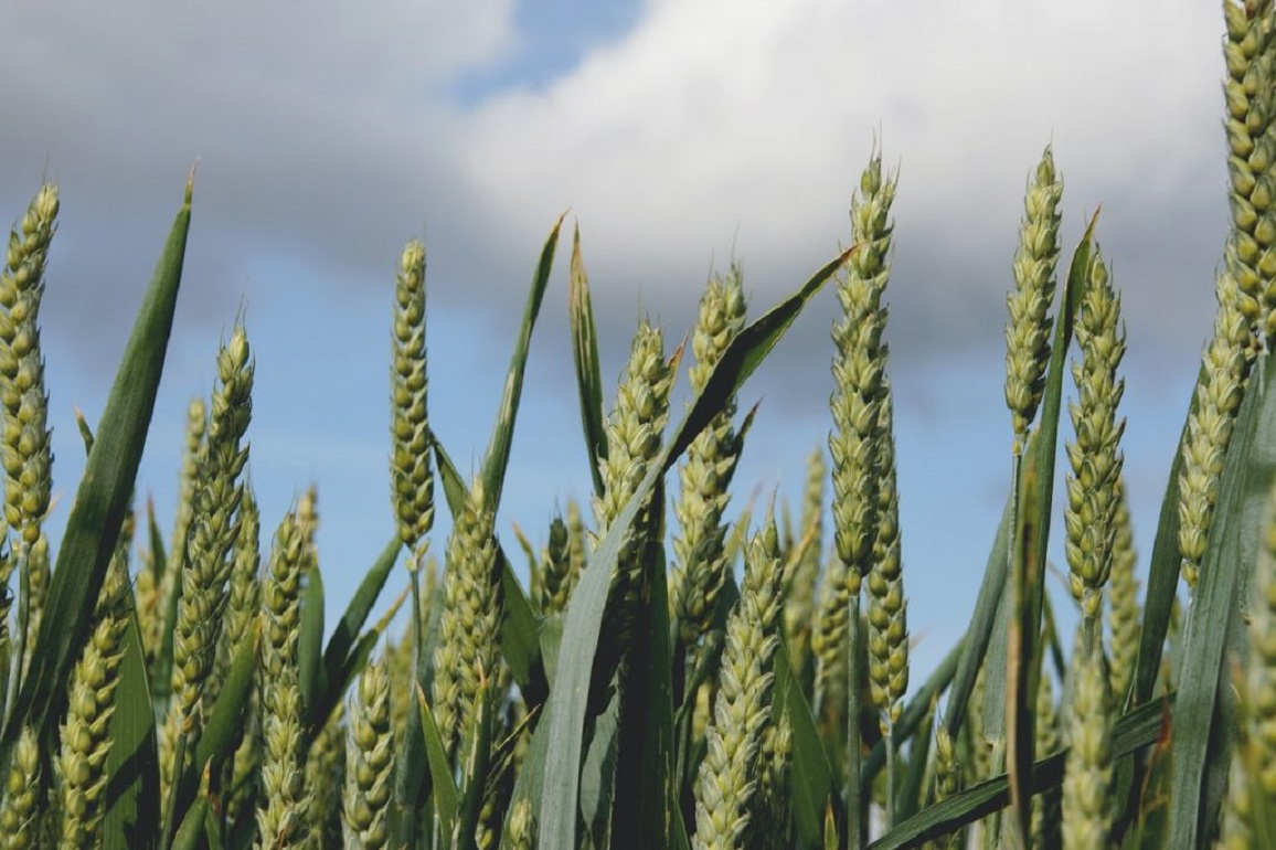 В Україні засіяли 191,1 тис. га ярої пшениці