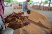 Індія планує дозволити експорт понад 1 млн тонн пшениці