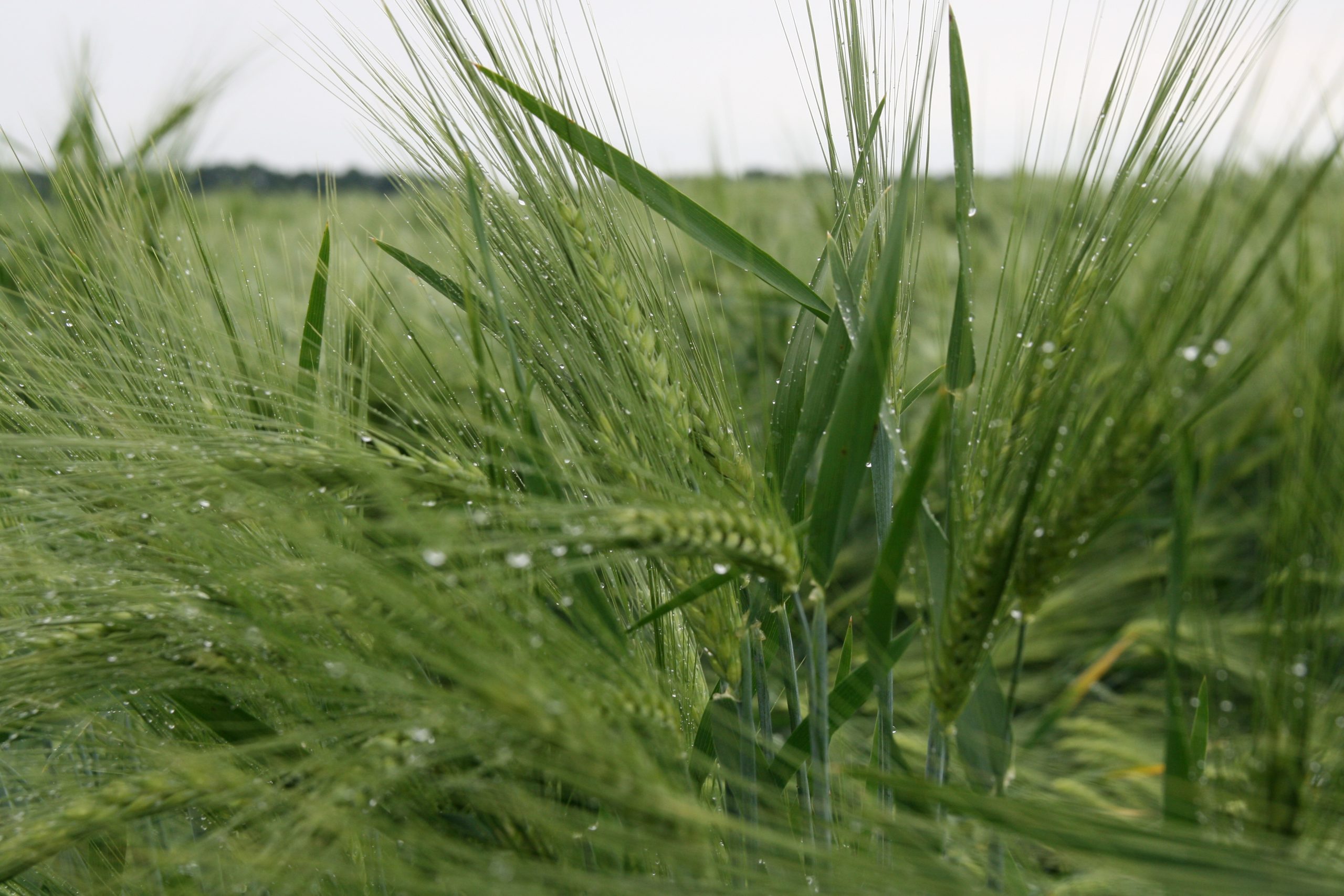 Погодні умови для формування пристойного урожаю ранніх зернових залишаються цілком сприятливими – Адаменко