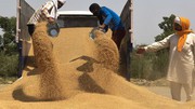 Уряд Індії може дозволити експорт пшениці принаймні в 5 країн