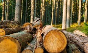 В Україні ухвалили закон про збереження лісів