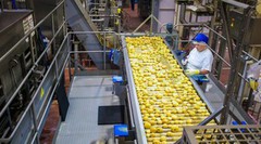 В Україні картоплю пропонують переробляти на сухе пюре