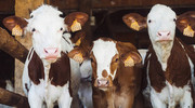Сектор промислового виробництва молока втратив понад 50 тис. корів
