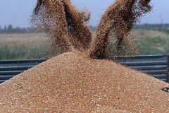 Україна в червні експортувала 1,1 млн т зернових і зернобобових
