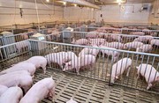 Промислове поголів’я свиней за час війни скоротилося на 10%