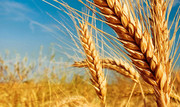 Уряд скасував ліцензування експорту пшениці та квотування експорту азотних добрив і вівса