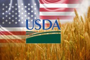Пшеничні котирування падають, попри погіршення балансу по пшениці від USDA