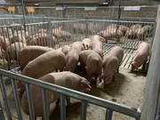 Експерти розповіли, що потрібно знати при імпорті товарного молодняка свиней в Україну