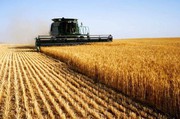 Урожай пшениці у 2022 р. очікується на рівні 18-19 млн тонн – Мінагро