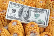 Біржові ціни на кукурудзу зростають на прогнозах зниження врожаю в Україні та ЄС