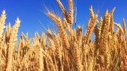 В Україні в липні експорт зернових і зернобобових склав 1,1 млн т