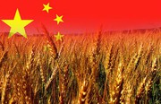 Експорт ячменю, кукурудзи та сої до КНР: роз’яснення термінів подачі документів