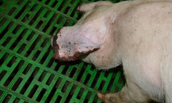 Некрози вушних раковин у свиней: причини, механізм розвитку та превентивні заходи
