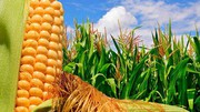 Єврокомісія знову знизила прогноз виробництва та збільшила прогноз імпорту кукурудзи до ЄС