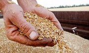 Торгово-промислова палата: Єгипет не відмовився від українського зерна – буде новий контракт