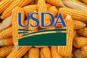Зниження прогнозу виробництва кукурудзи в ЄС на 8 млн т погіршило баланс USDA на 2022/23 МР