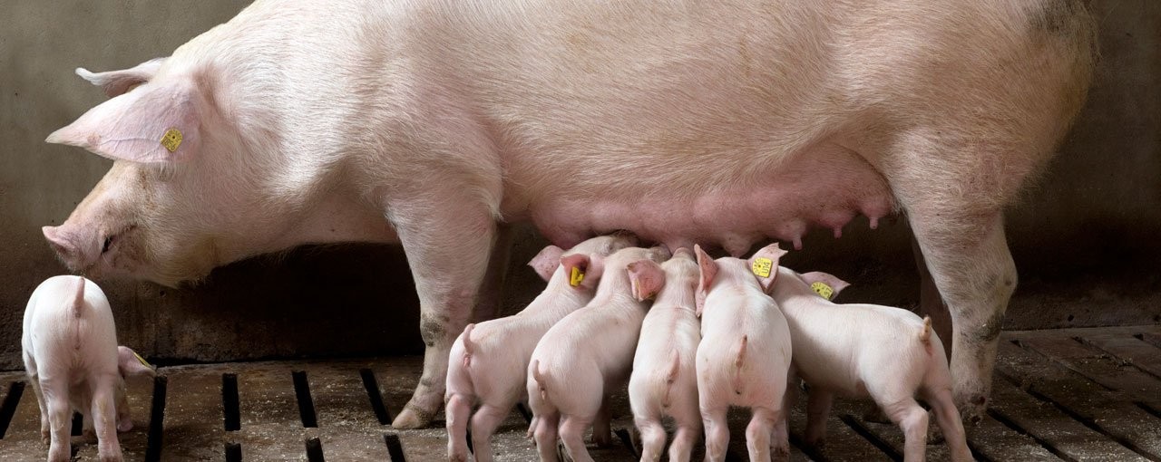 Стратегія флашинг-годівлі свиноматок — у новому випуску «Прибуткового свинарства»