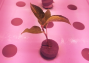 Вирощування розсади яблуні без ґрунту - у Великобританії проводиться інноваційний експеримент