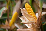 Скорочення врожаю кукурудзи в ЄС підвищує перспективи імпорту української зернової