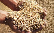 Індія підвищила оцінку виробництва пшениці, однак ціни на зернову продовжують зростати