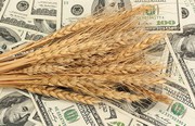 Закупівля Єгиптом російської пшениці посилює тиск на котирування