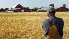Аграрії США практично завершили збирання озимої пшениці