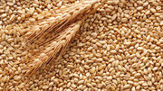 Названо втрати урожаю пшениці на тимчасово окупованих територіях