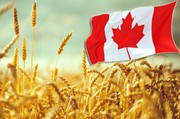 Експерти StatCan збільшили прогнози врожаю зернових та олійних культур в Канаді