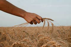 Австралії прогнозують другий за величиною врожай пшениці