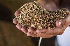 Єгипет домовляється про прямі закупівлі пшениці замість тендерних