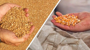 Експерти ФАО прогнозують скорочення виробництва зернових