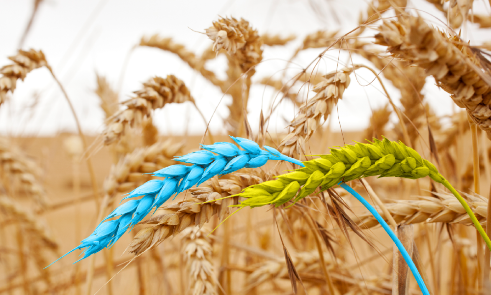 Україна впевнено нарощує експорт зерна: вже 100 суден з зерном вийшли з українських портів