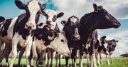 Як отримати дотацію за утримання корів через ДАР